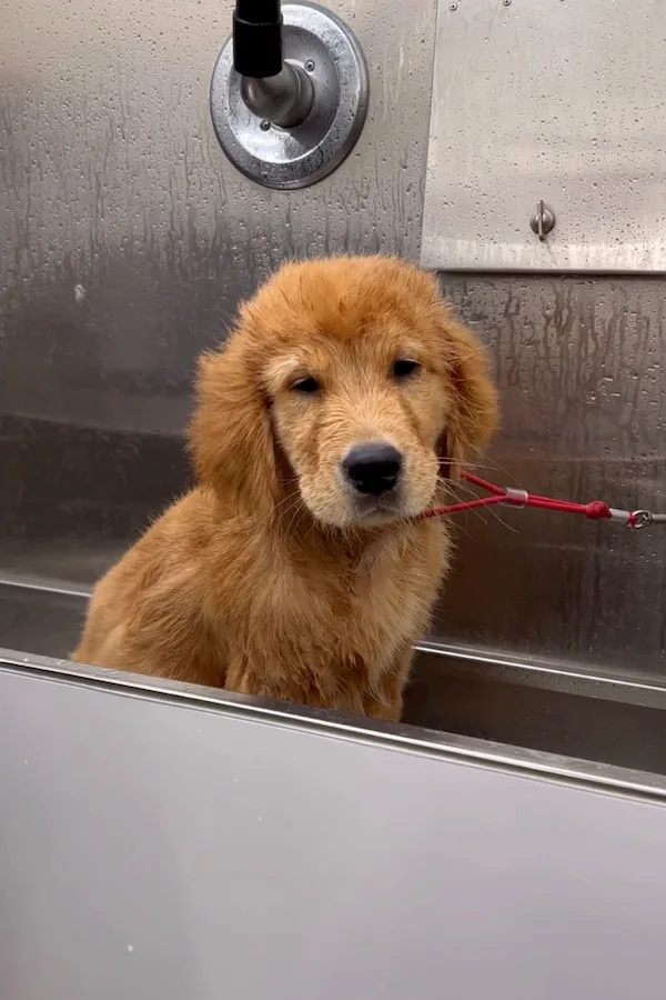 Star Barks mobile grooming dog