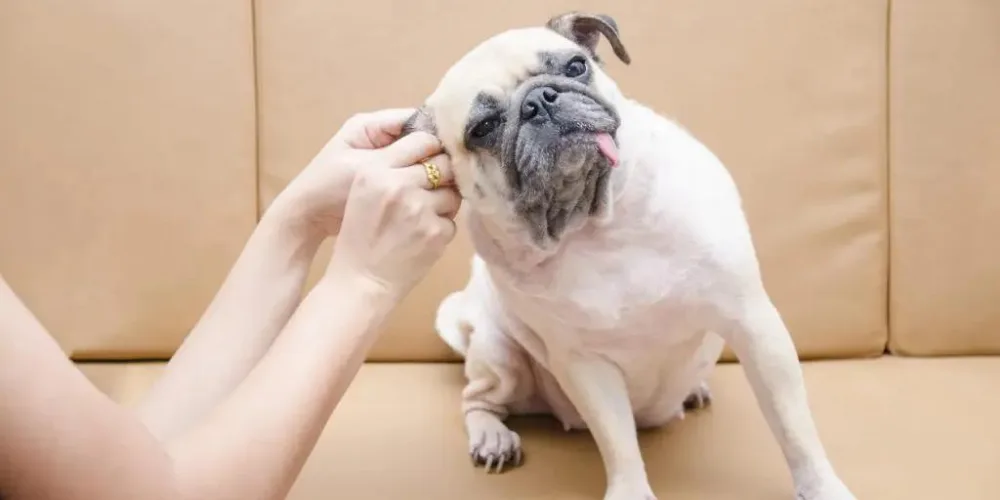 How to clean your dog's ears