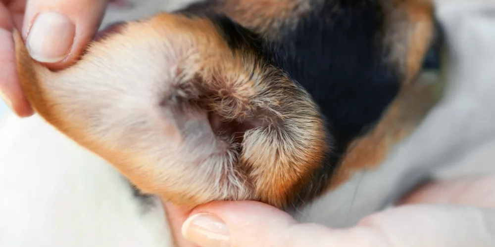 Seven signs your dog may have an ear infection