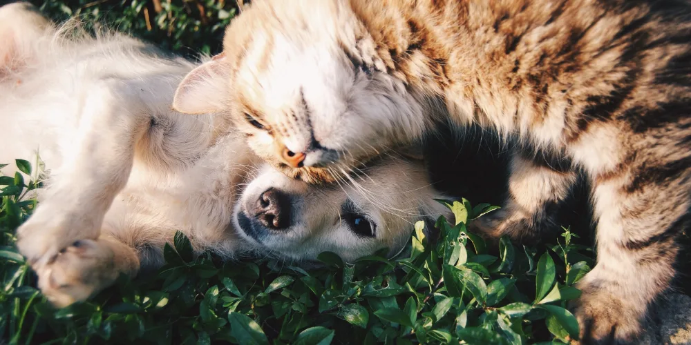 Your guide to flea season
