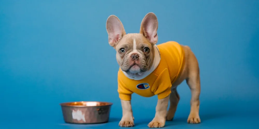 How to feed your dog a premium diet