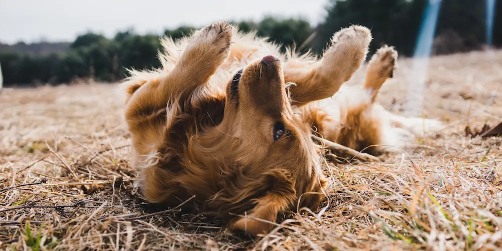 Dog scratching or licking excessively