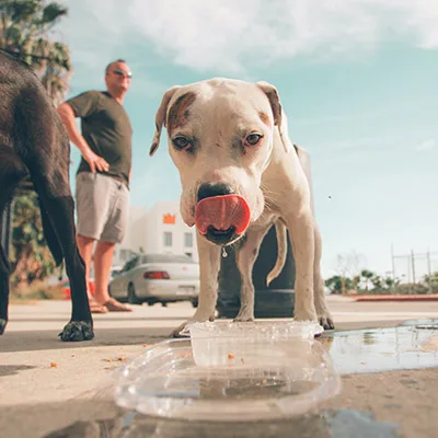 Dog at food bowl