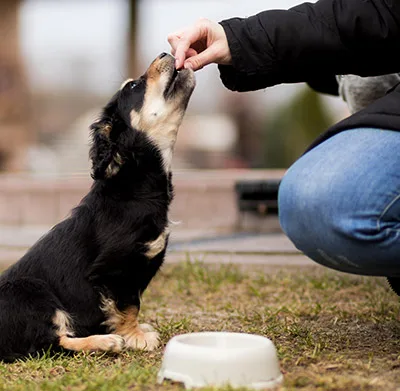 Guide for feeding puppies