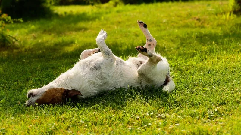 Dog itching and scratching