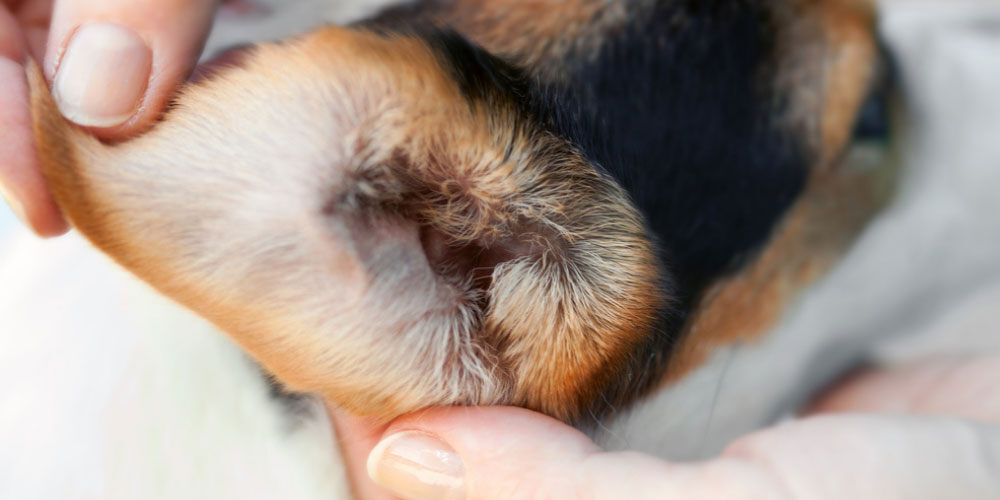 Seven signs your dog has an ear infection