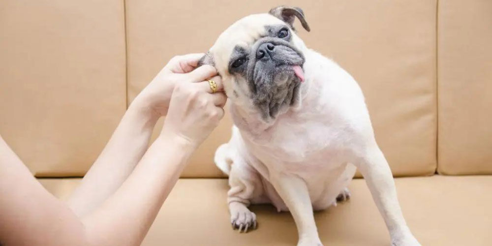 How to clean your dog's ears