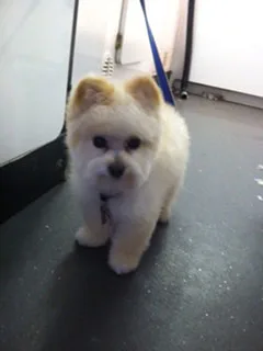 Satisfied Star Barks customer photo 1