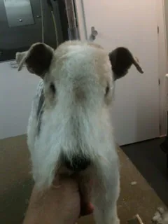Satisfied Star Barks customer photo 17