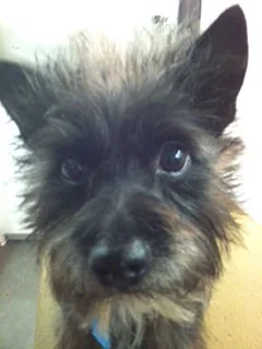Satisfied Star Barks customer photo 21