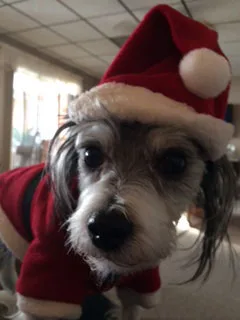 Satisfied Star Barks customer photo 9