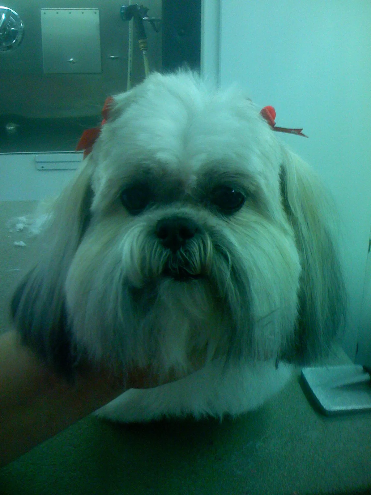 Satisfied Star Barks customer photo 14