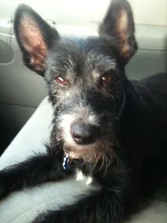 Satisfied Star Barks customer photo 25