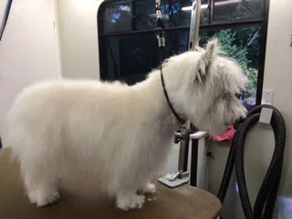 Satisfied Star Barks customer photo 27