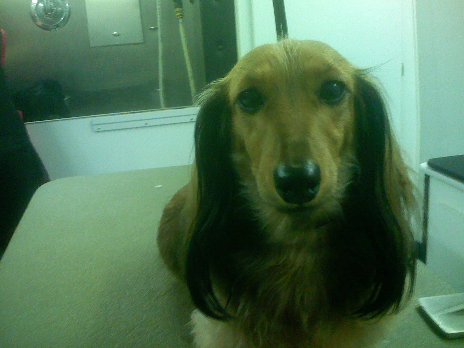 Satisfied Star Barks customer photo 28