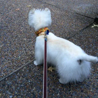 Satisfied Star Barks customer photo 30