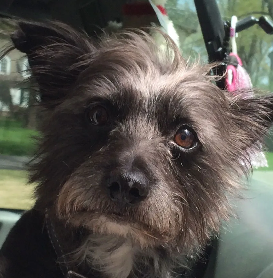 Satisfied Star Barks customer photo 31