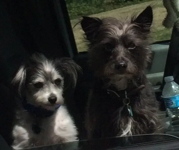 Satisfied Star Barks customer photo 35