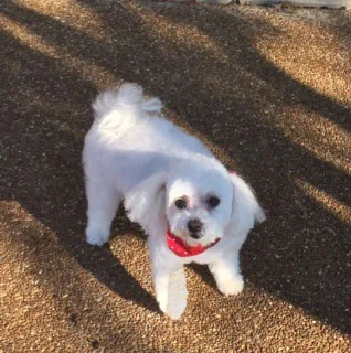 Satisfied Star Barks customer photo 34