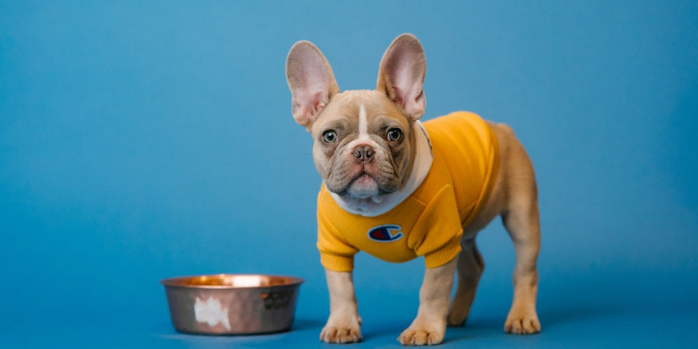 How to feed your dog a premium diet